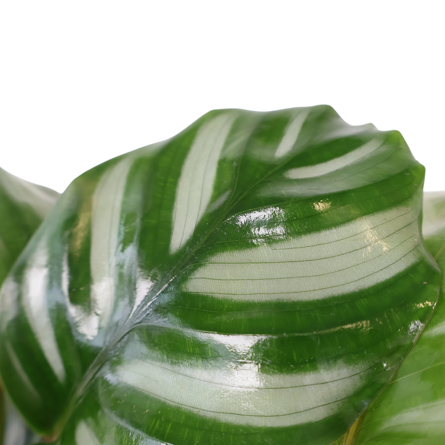 Calathea orbifolia Watercolours 125mm