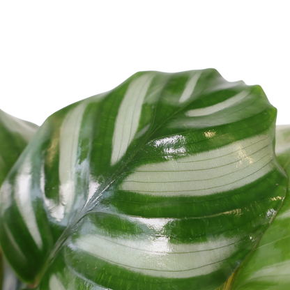 Calathea orbifolia Watercolours 125mm