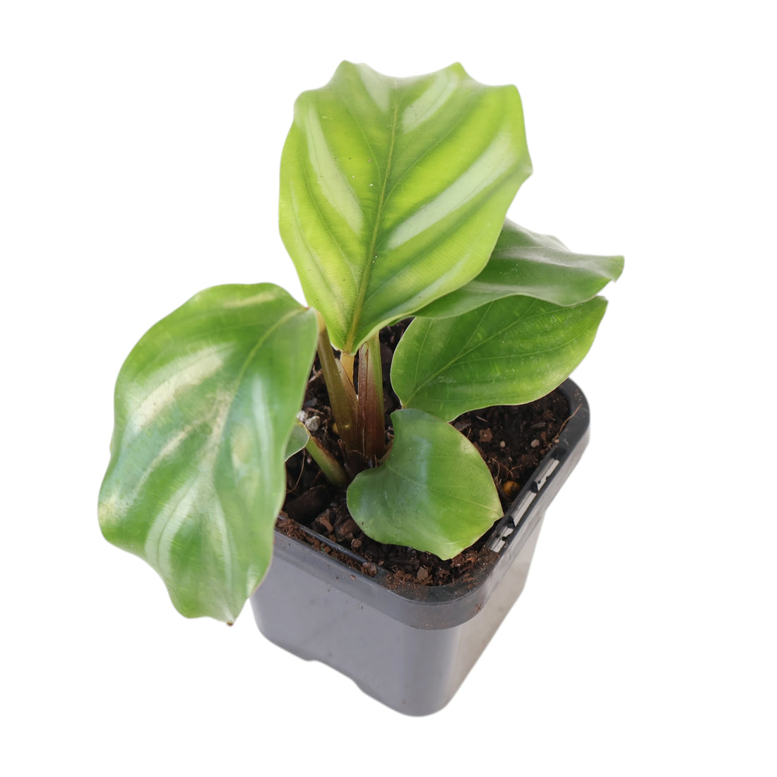 Calathea orbifolia Watercolours 70mm