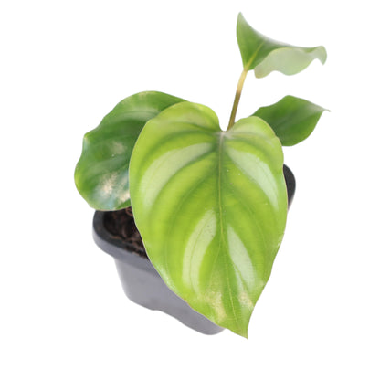 Calathea orbifolia Watercolours 70mm