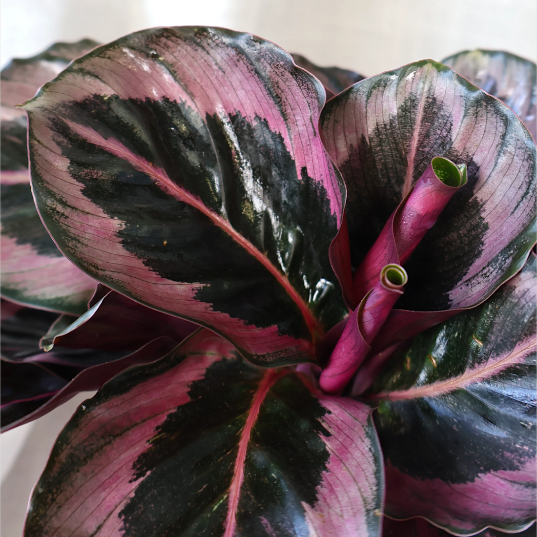 Calathea Red Mojo 90mm