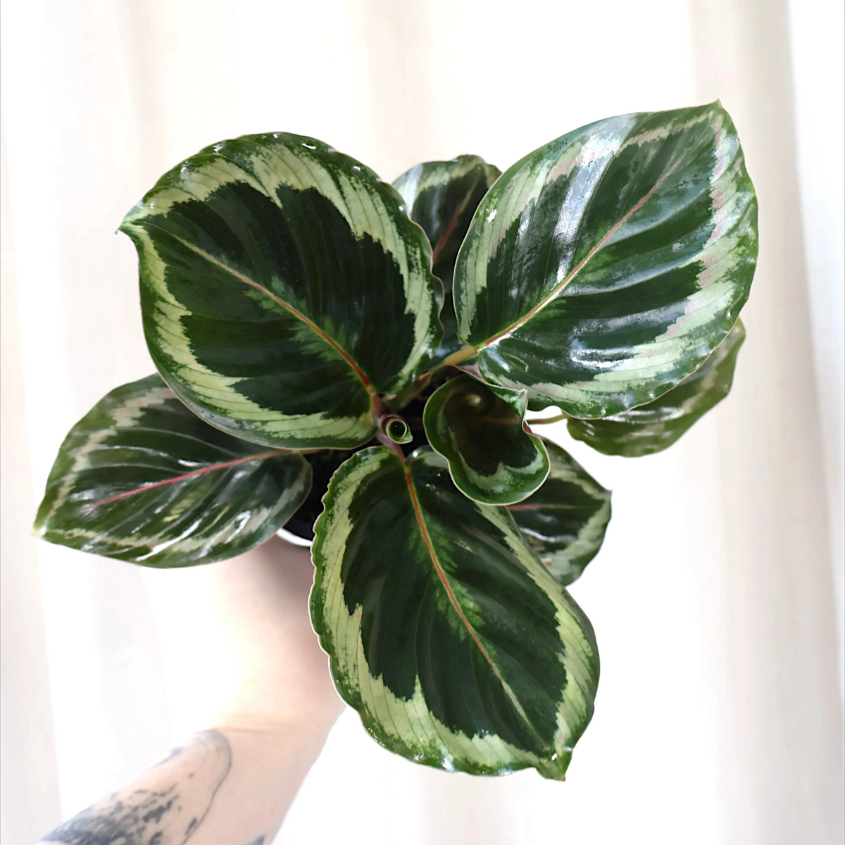 Calathea Shine Star 90mm