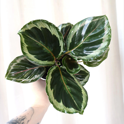 Calathea Shine Star 90mm