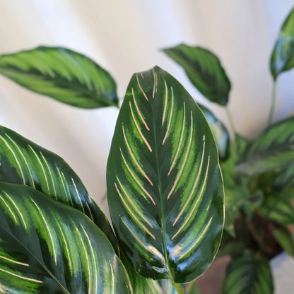 Calathea Beauty Star 90mm