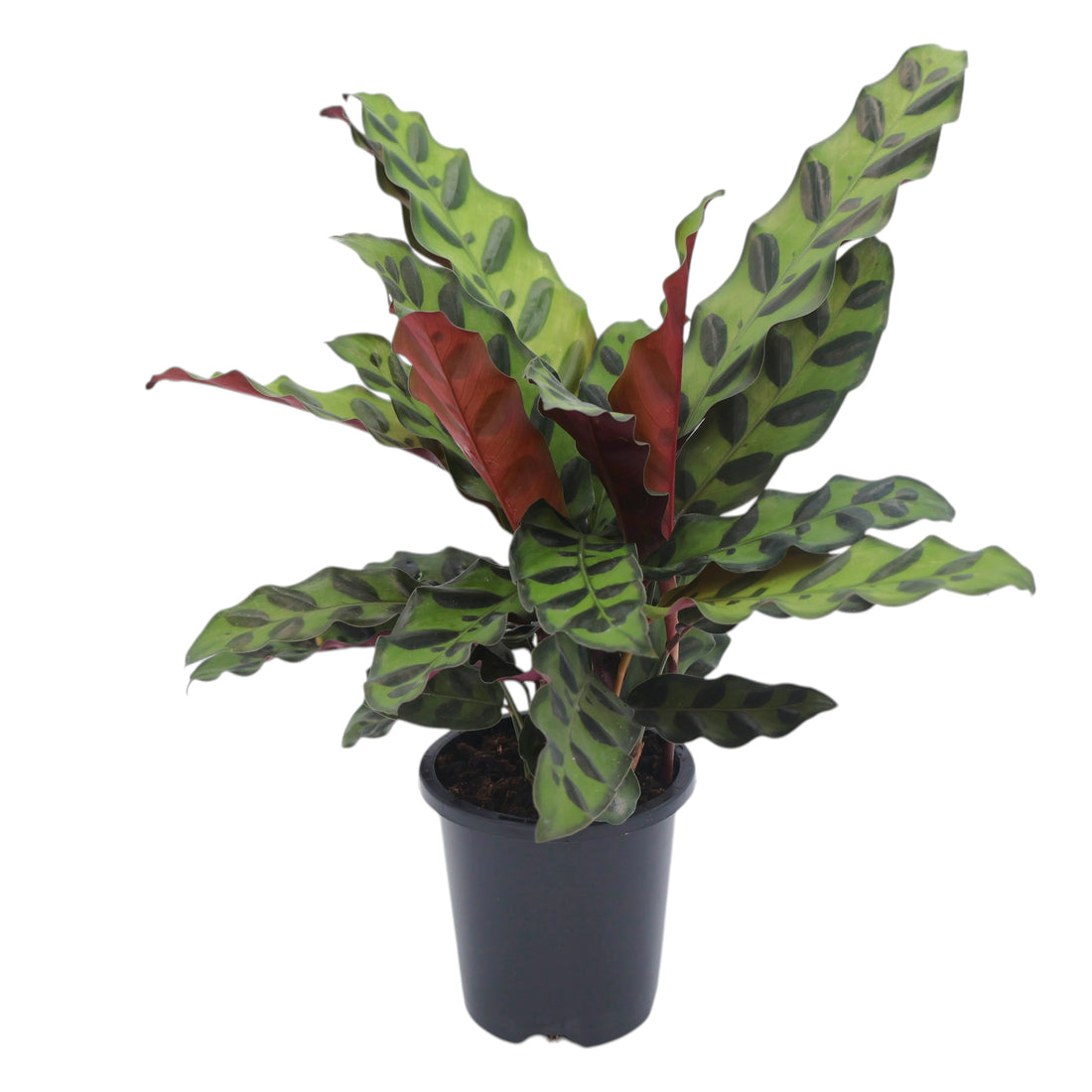 Calathea Insignis - Rattlesnake Plant 90mm