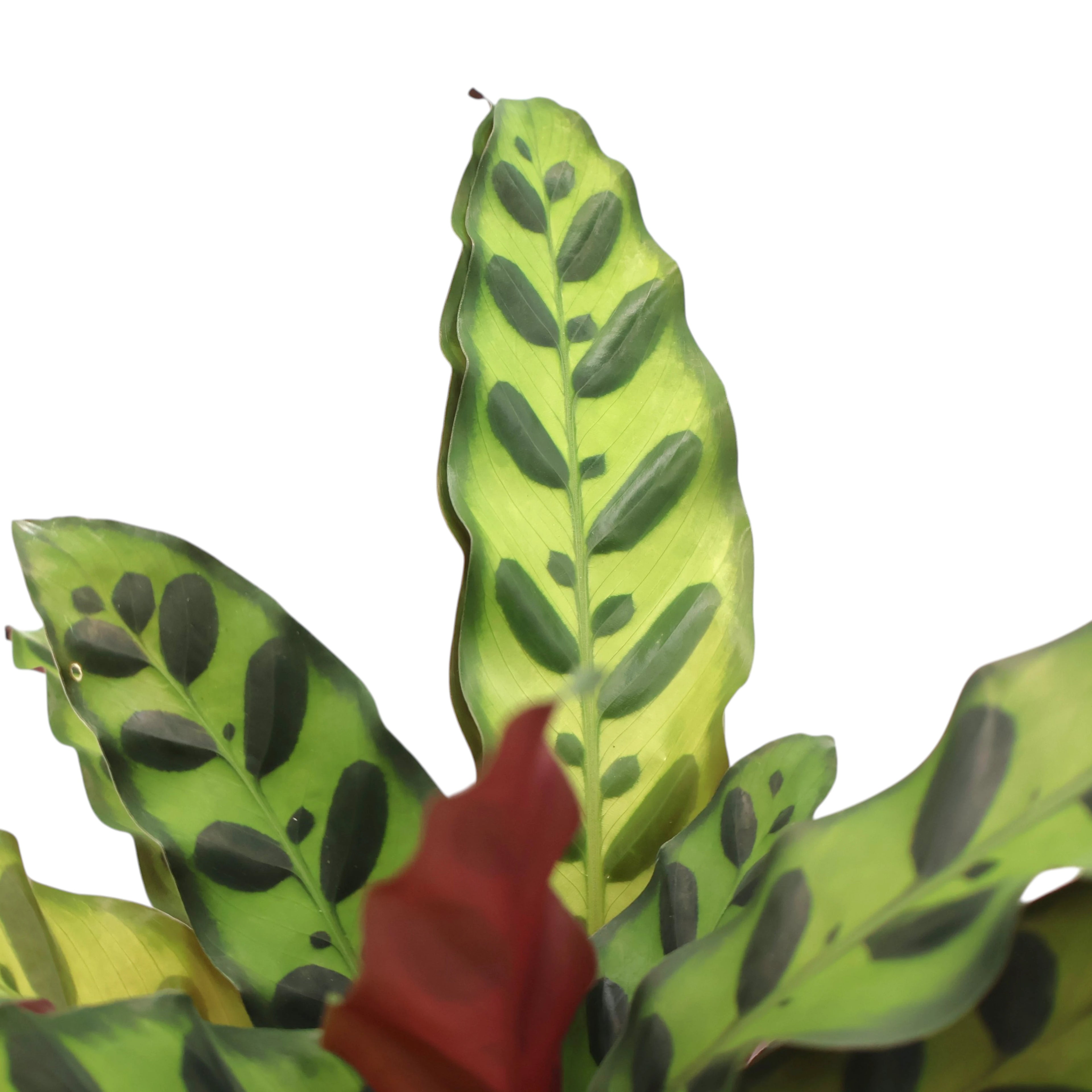 Calathea Insignis - Rattlesnake Plant 90mm