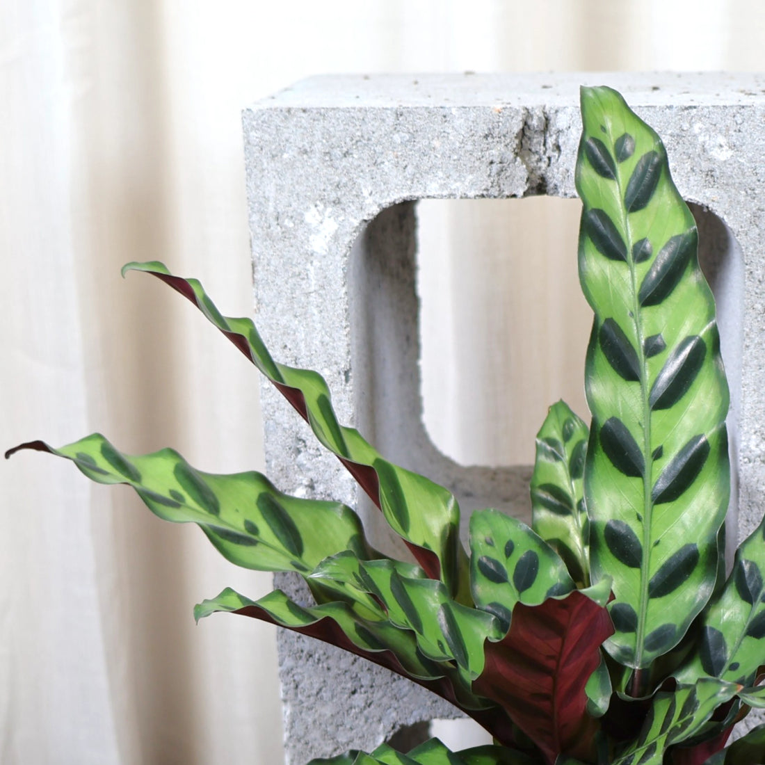 Calathea Insignis - Rattlesnake Plant 90mm
