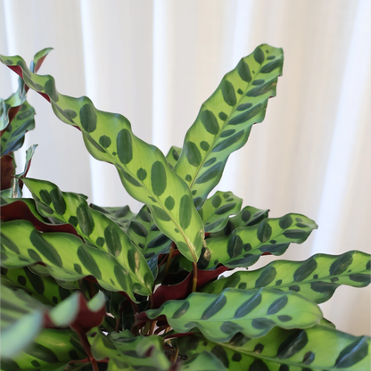 Calathea lancifolia - Rattlesnake 140mm