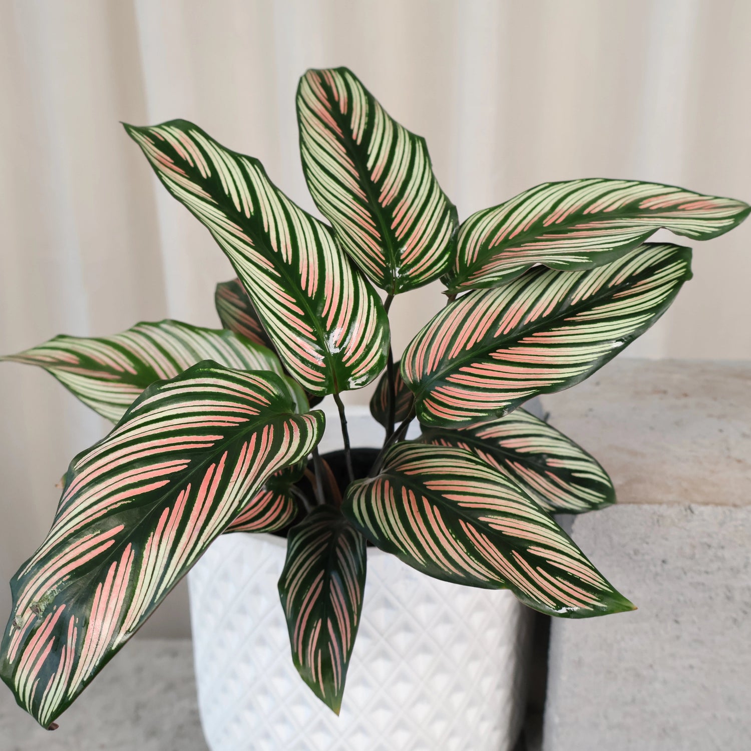 Calathea Majestica Albo-lineata 125mm