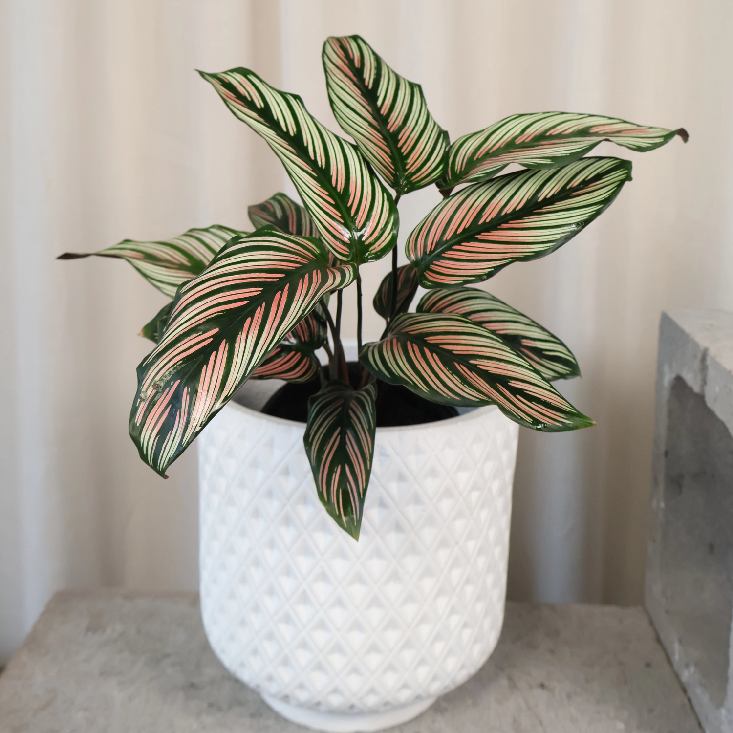 Calathea Majestica Albo-lineata 125mm
