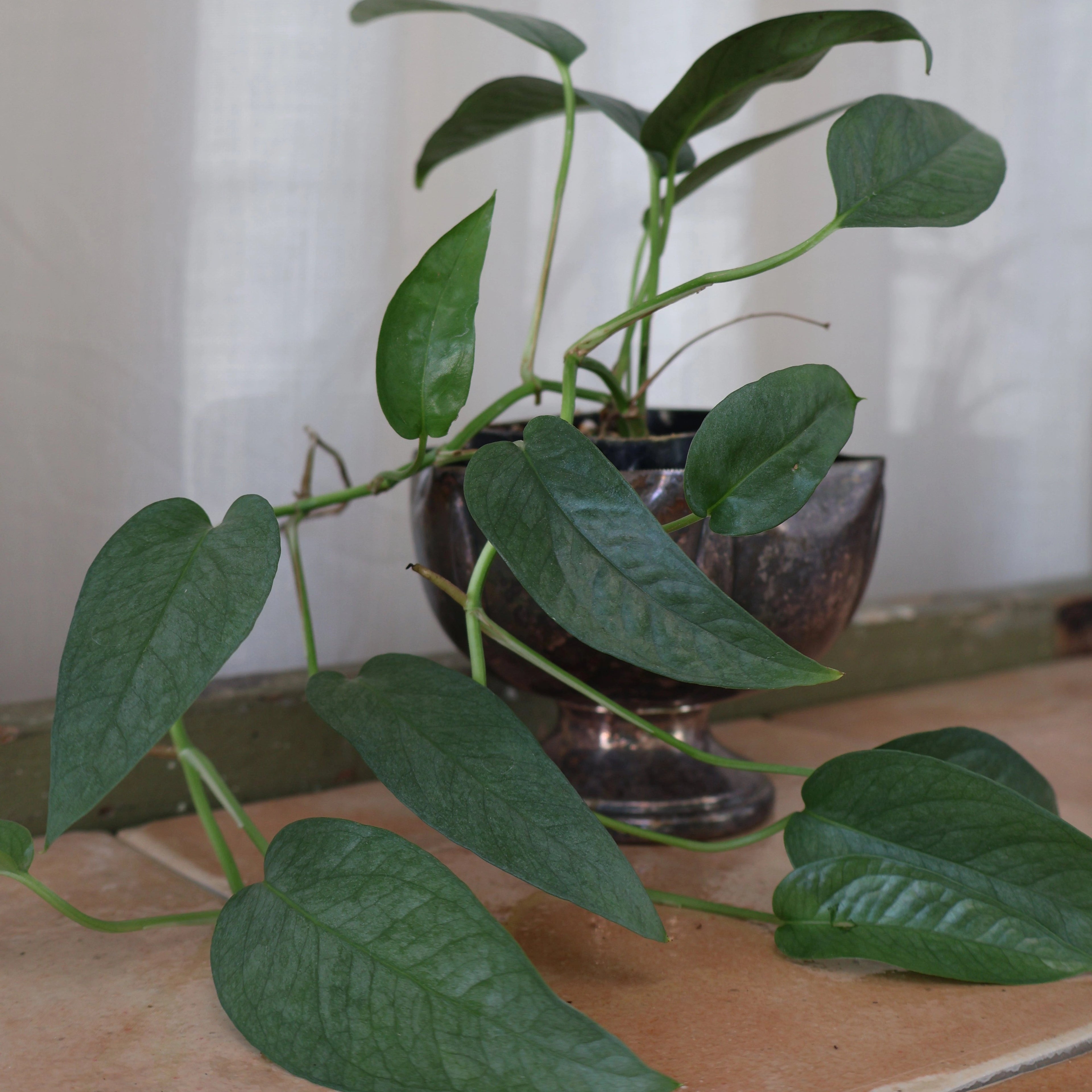 Epipremnum Pinnatum Cebu Blue - Cebu Blue Pothos 70mm