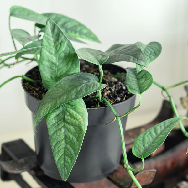 cebu blue pothos australia Epipremnum Pinnatum Cebu Blue