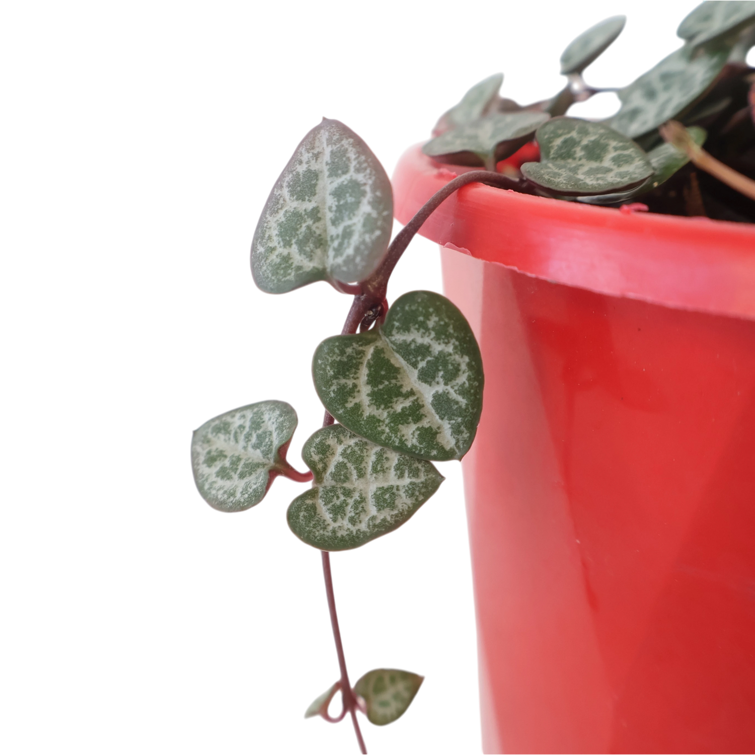 Chain Of Hearts - Ceropegia Woodii 130mm
