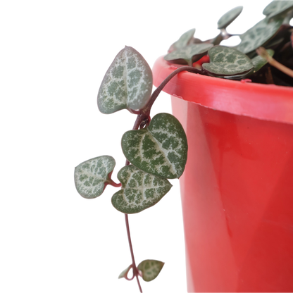 Chain Of Hearts - Ceropegia Woodii 130mm