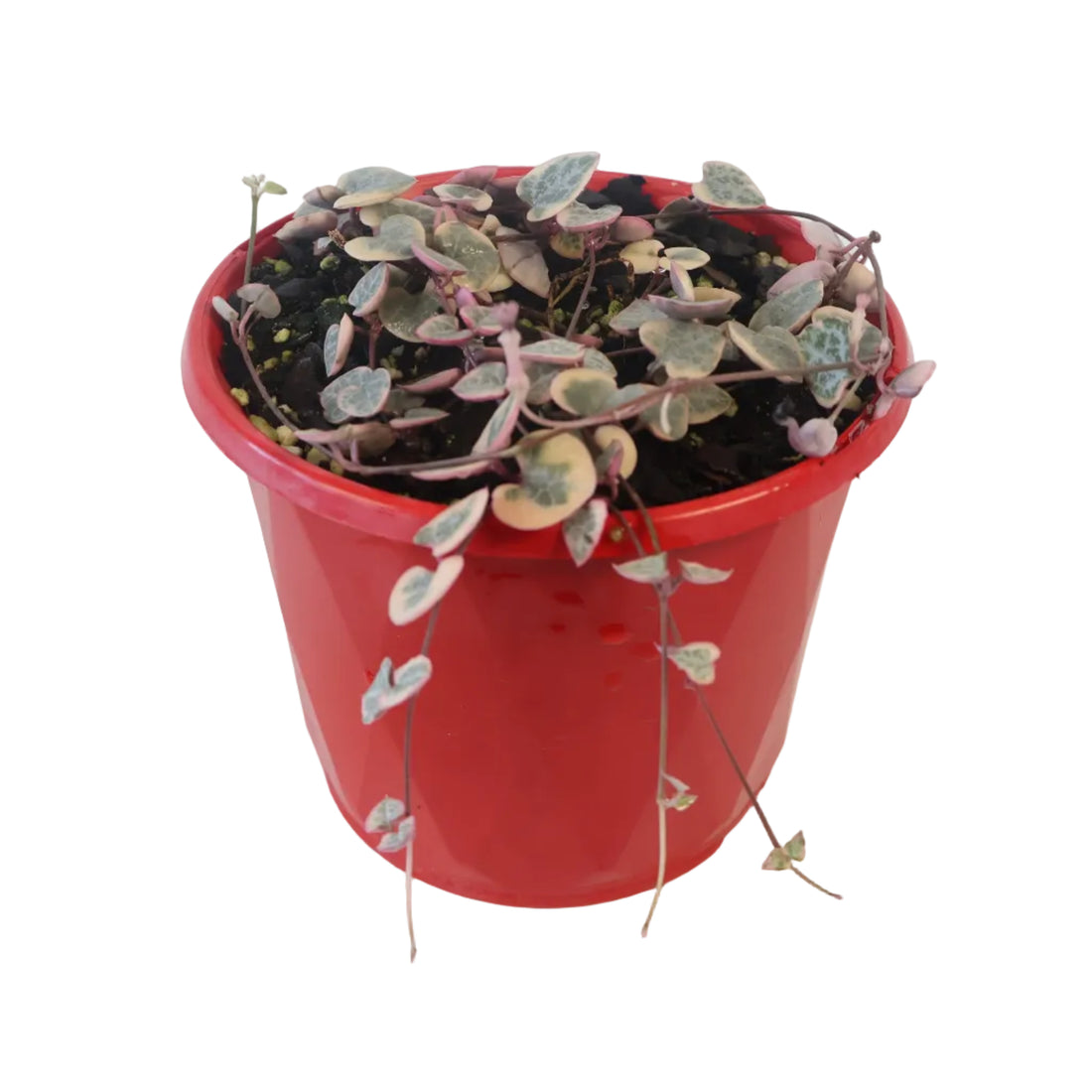 Variegated Chain Of Hearts - Ceropegia Woodii Variegata 130mm