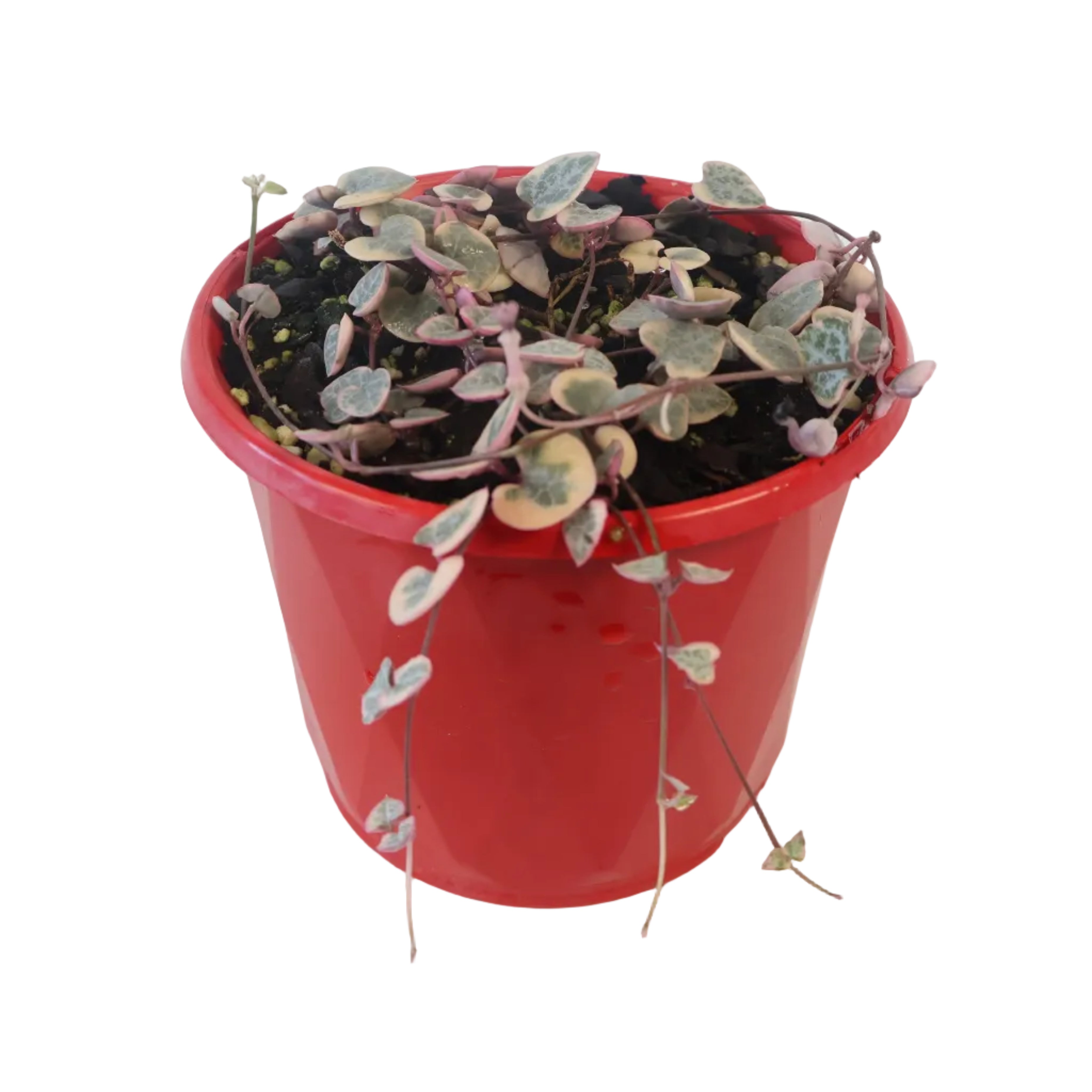 Variegated Chain Of Hearts - Ceropegia Woodii Variegata 130mm