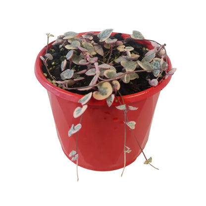 Variegated Chain Of Hearts - Ceropegia Woodii Variegata 130mm