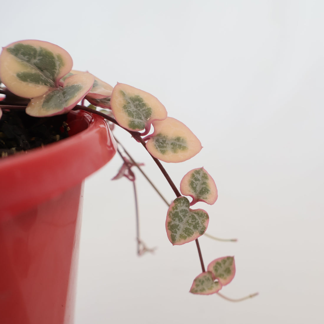 Variegated Chain Of Hearts - Ceropegia Woodii Variegata 130mm