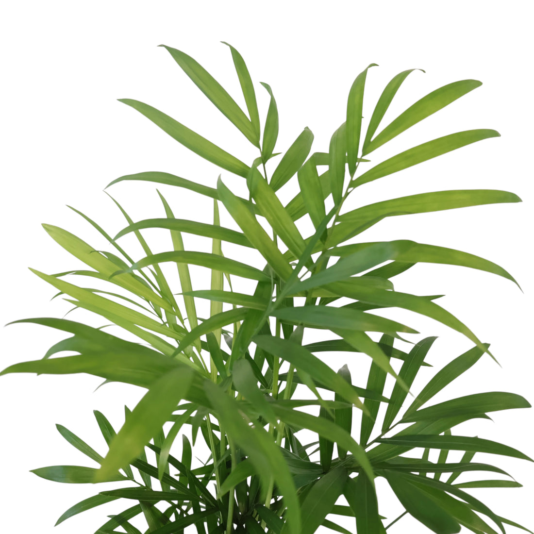 Chamaedorea Elegans Parlour Palm 100mm