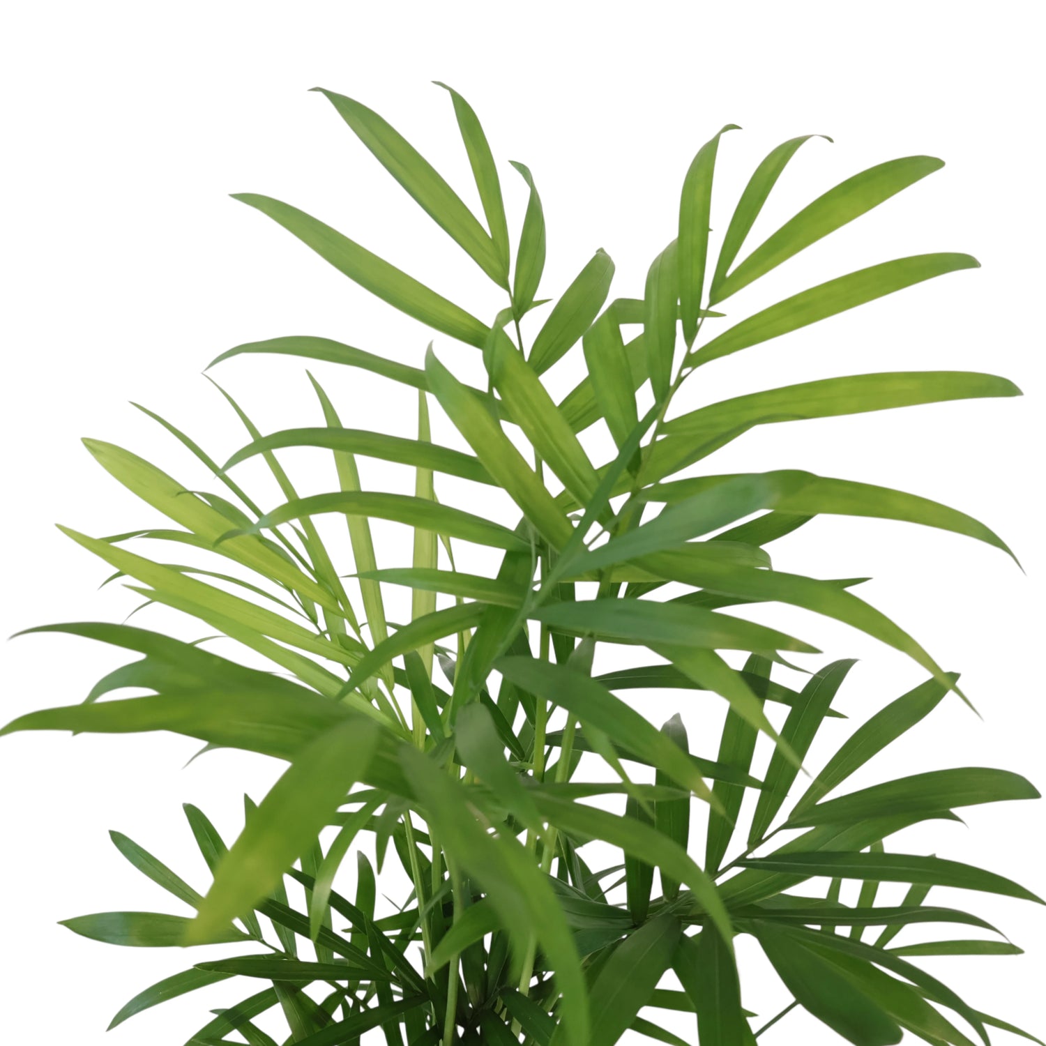 Chamaedorea Elegans Parlour Palm 100mm