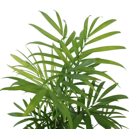 Chamaedorea Elegans Parlour Palm 100mm