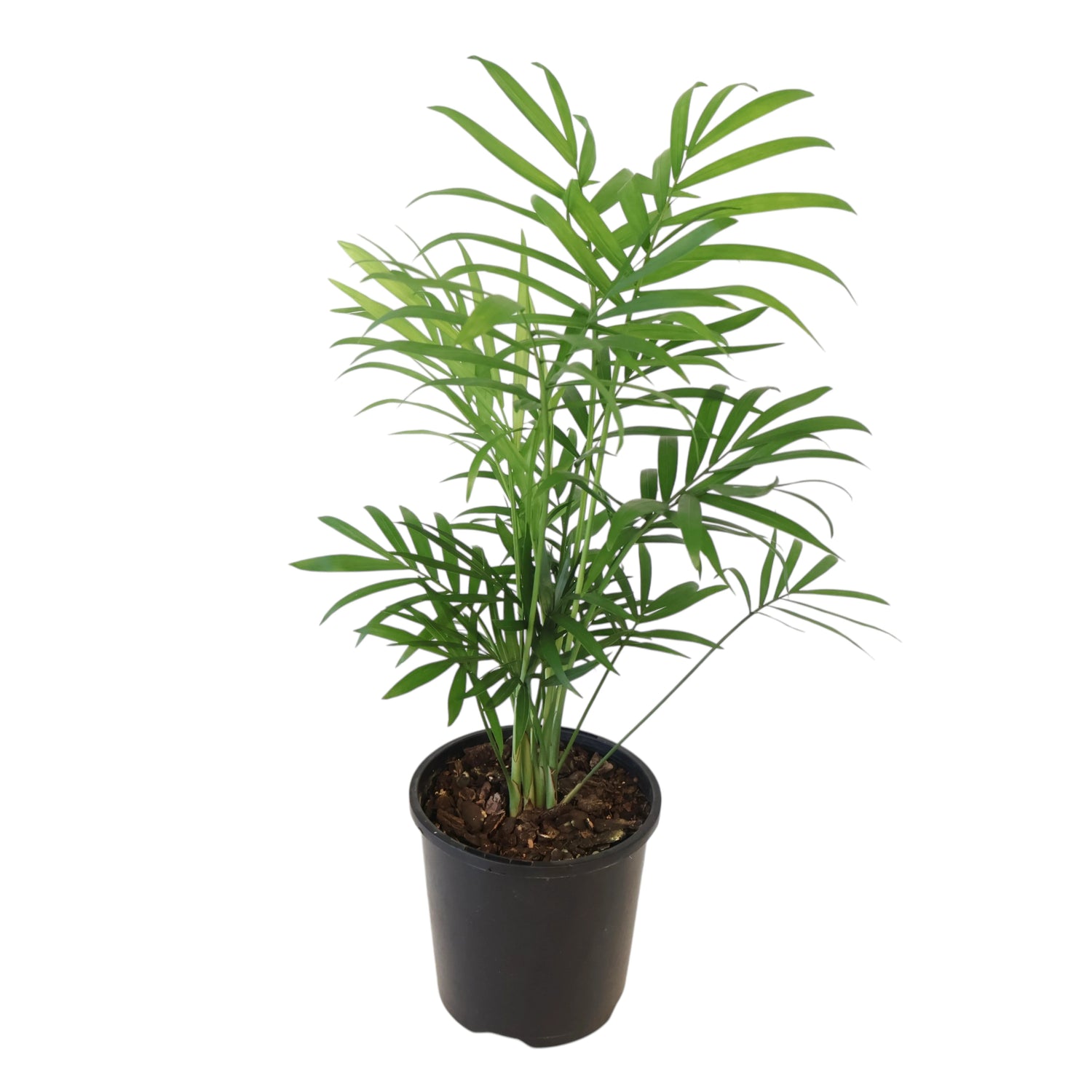 Chamaedorea Elegans Parlour Palm 100mm