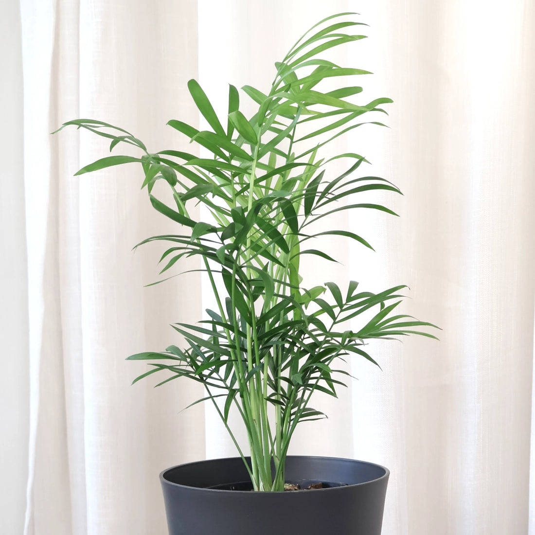 Chamaedorea Elegans - Parlour Palm 125mm
