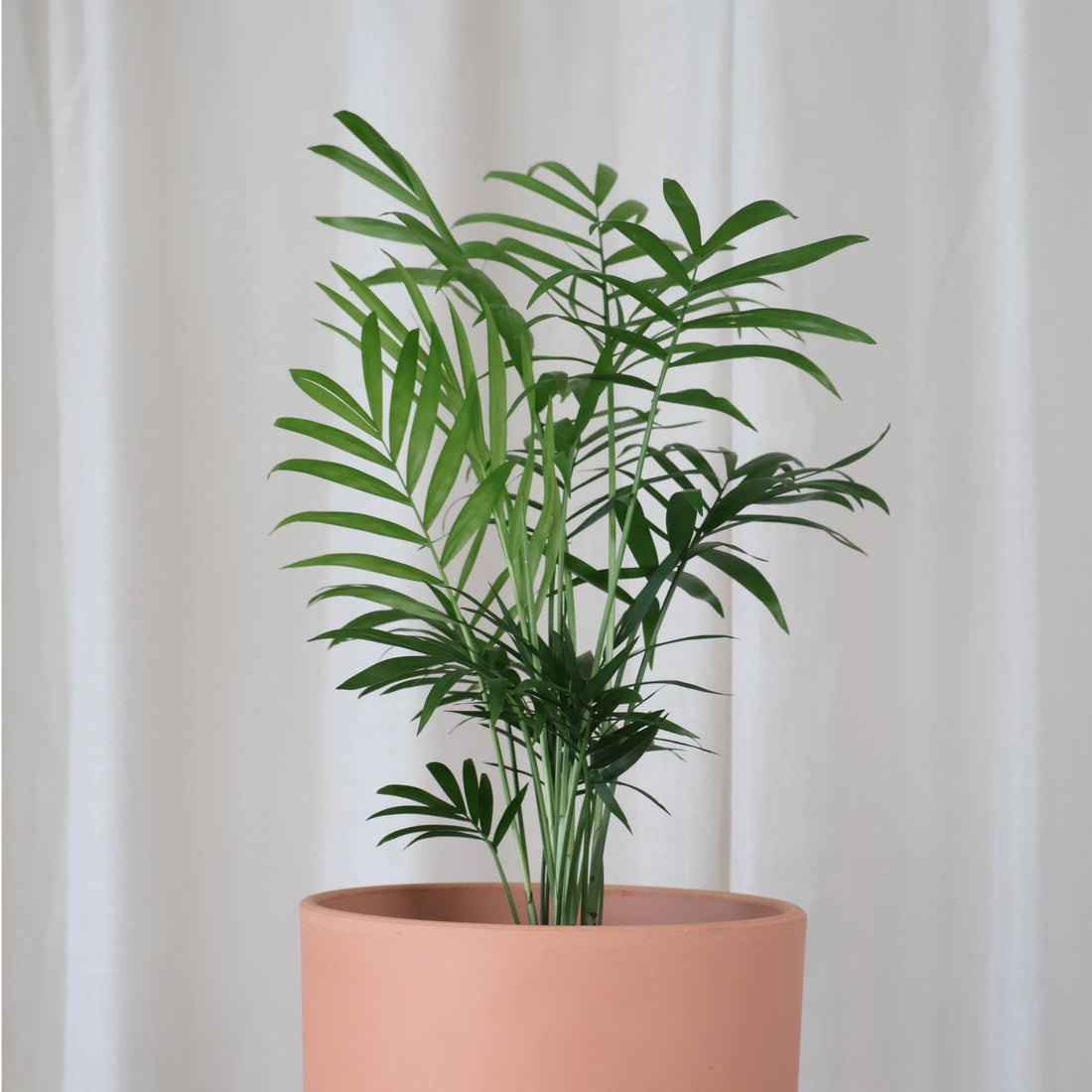 Chamaedorea Elegans Parlour Palm 100mm
