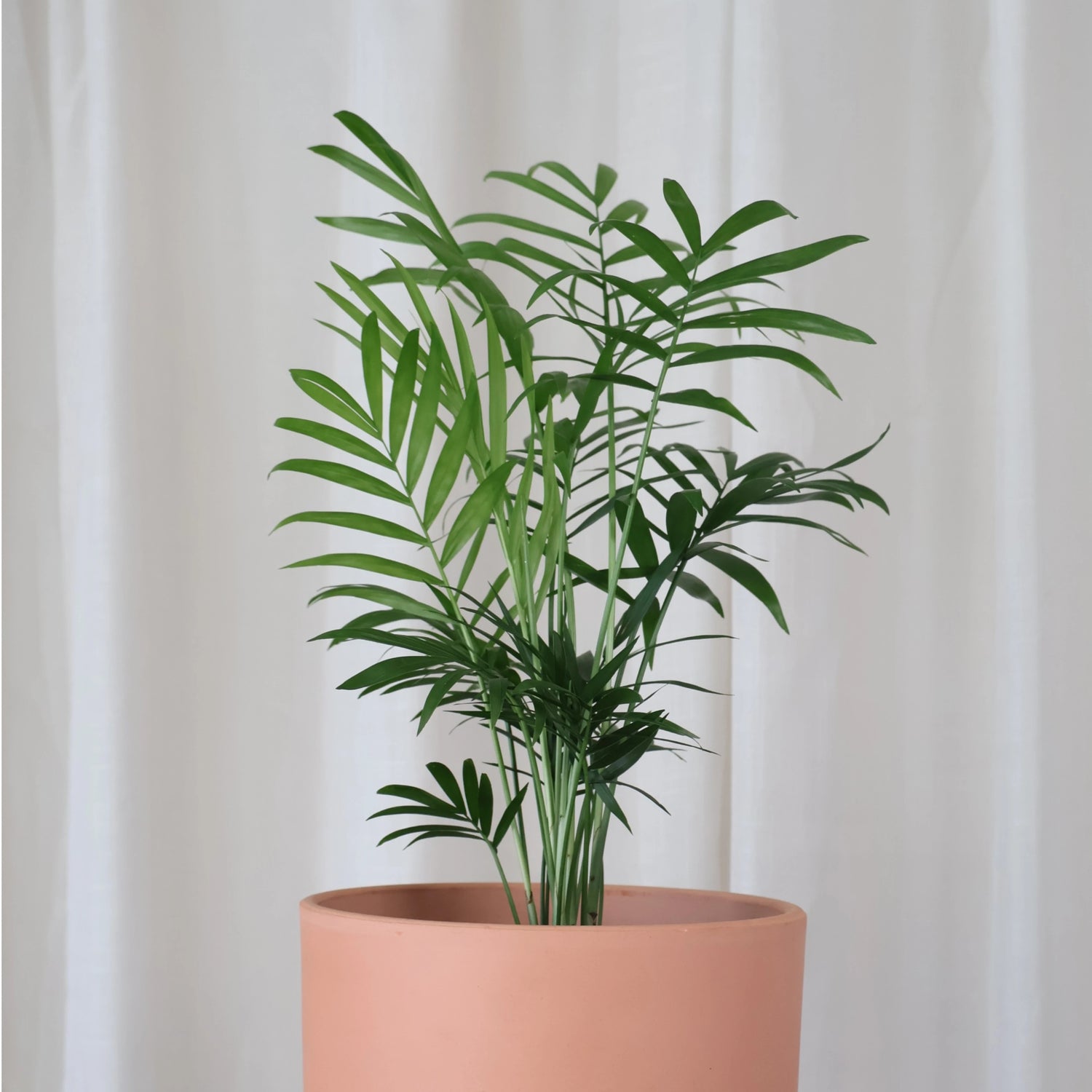 Chamaedorea Elegans Parlour Palm 100mm