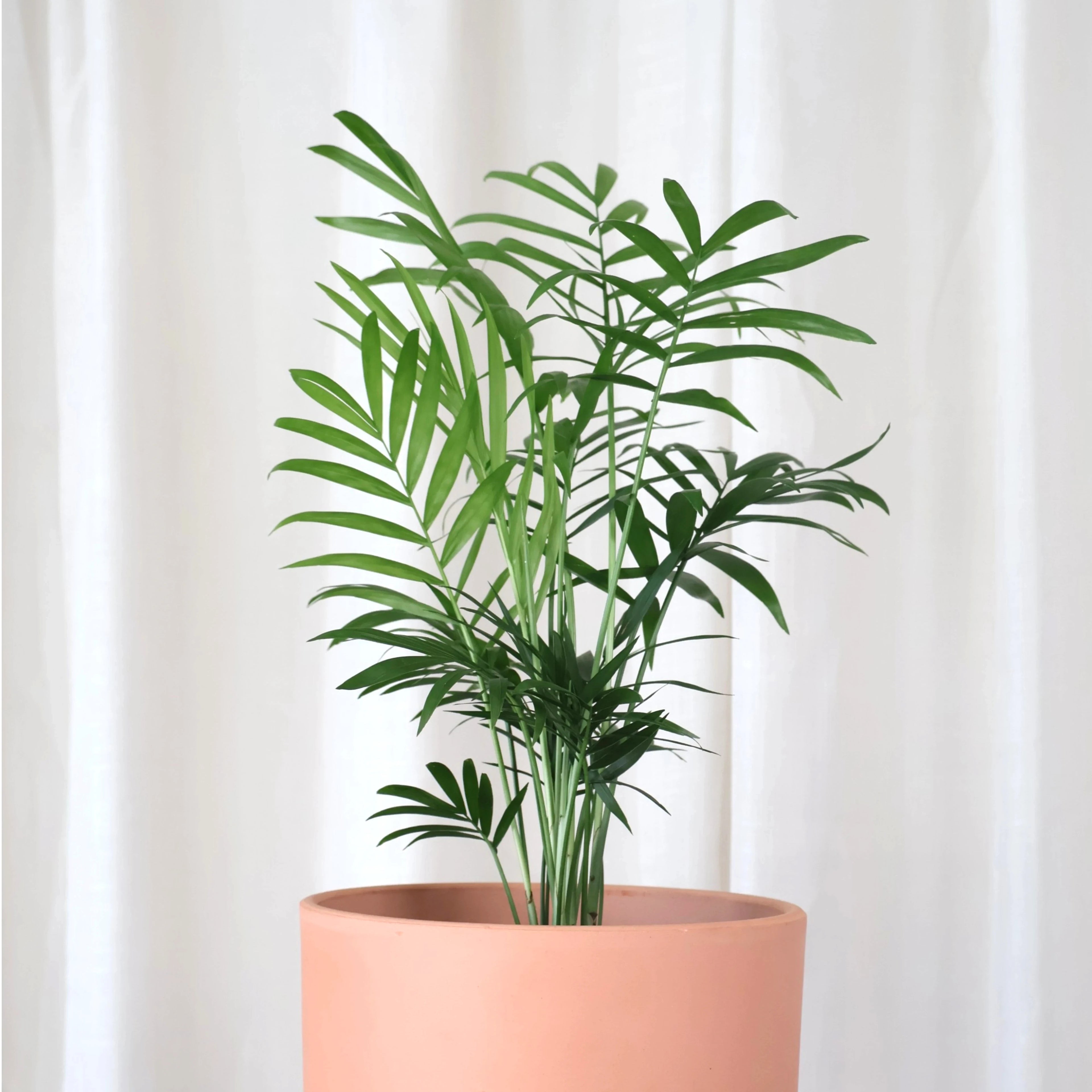 Chamaedorea Elegans Parlour Palm 100mm