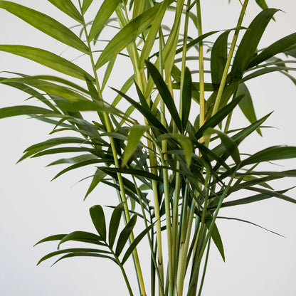Chamaedorea Elegans - Parlour Palm 125mm