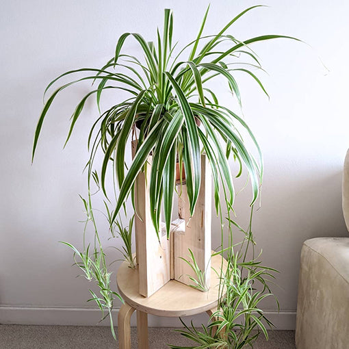 Chlorophytum Comosum - Spider Plant 70mm