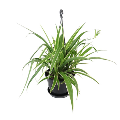 Chlorophytum Comosum - Spider plant 170mm HB
