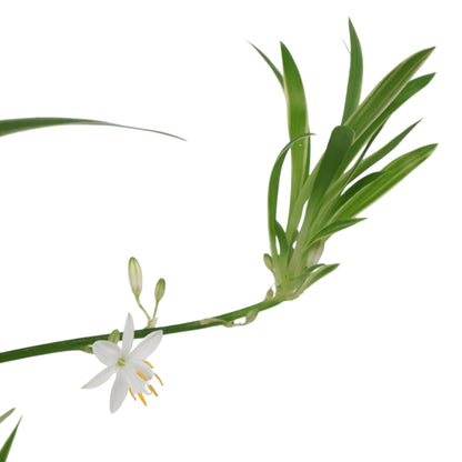 Chlorophytum Comosum - Spider plant 170mm HB