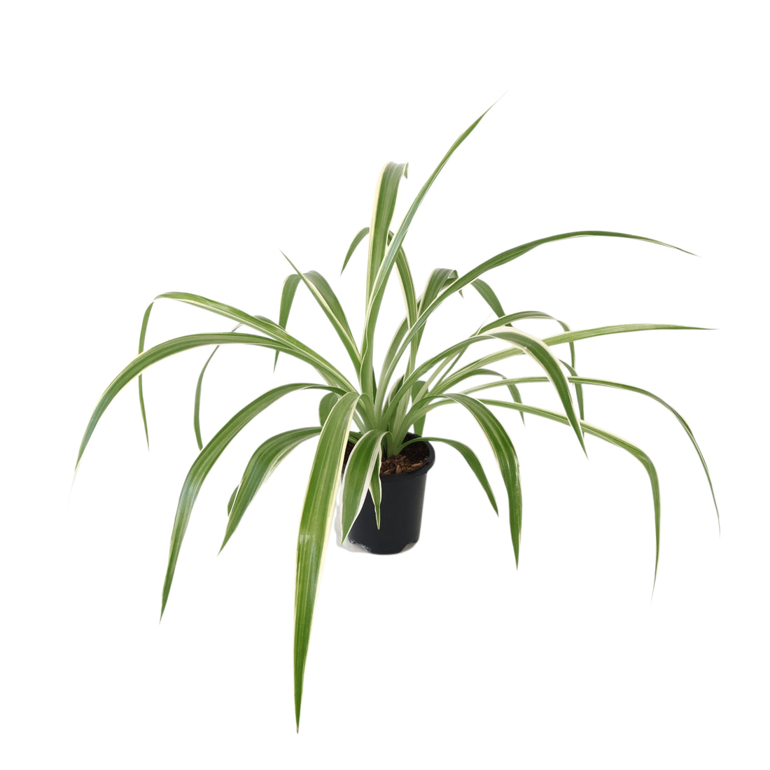 Chlorophytum Comosum - Spider Plant 90mm