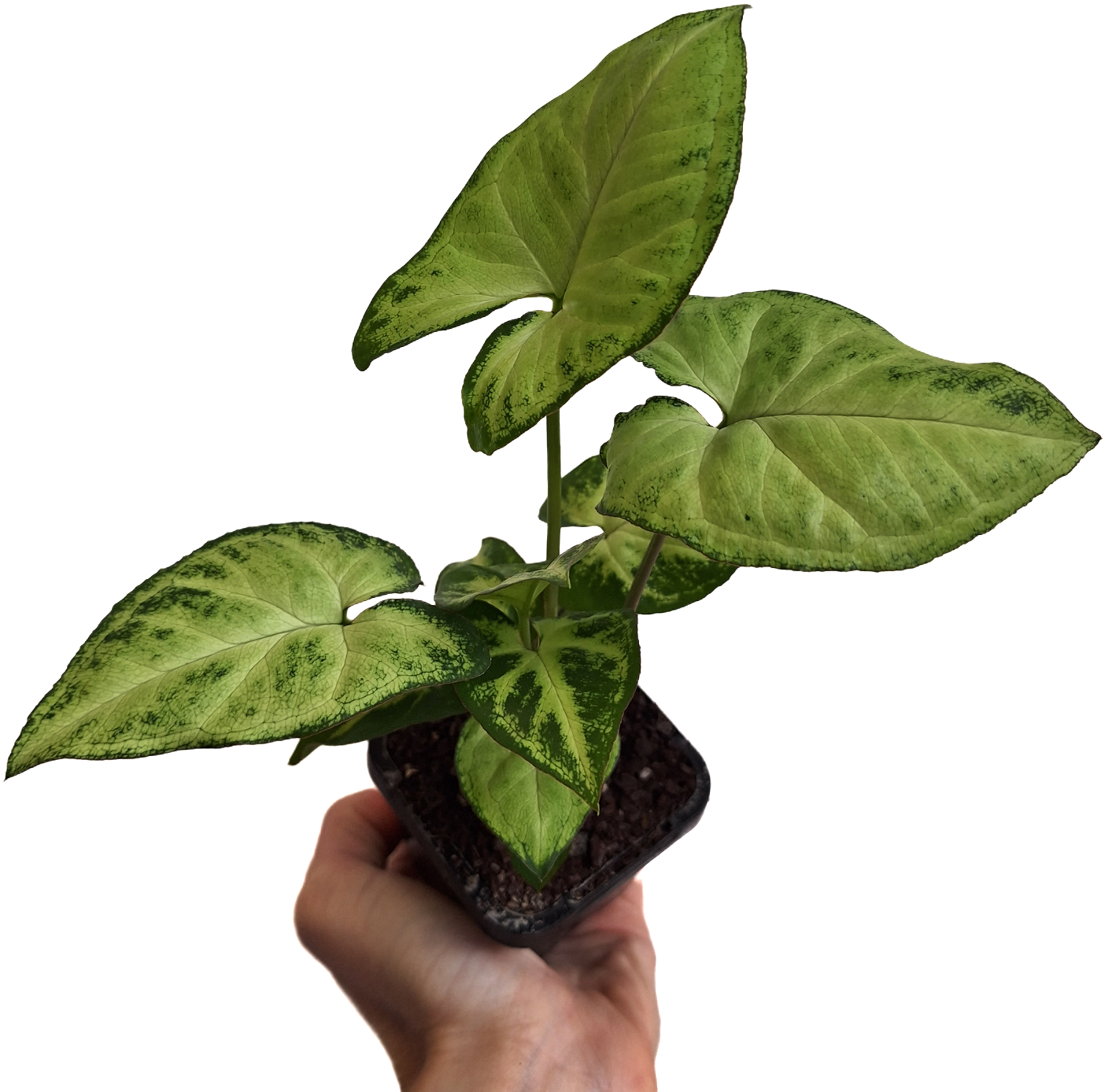 Syngonium Podophyllum Lemon And Lime 70mm