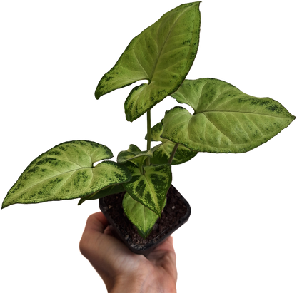Syngonium Podophyllum Lemon And Lime 70mm
