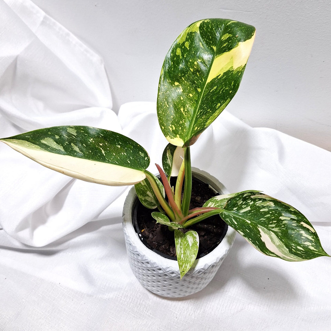 Philodendron Congo Nuclear 70mm