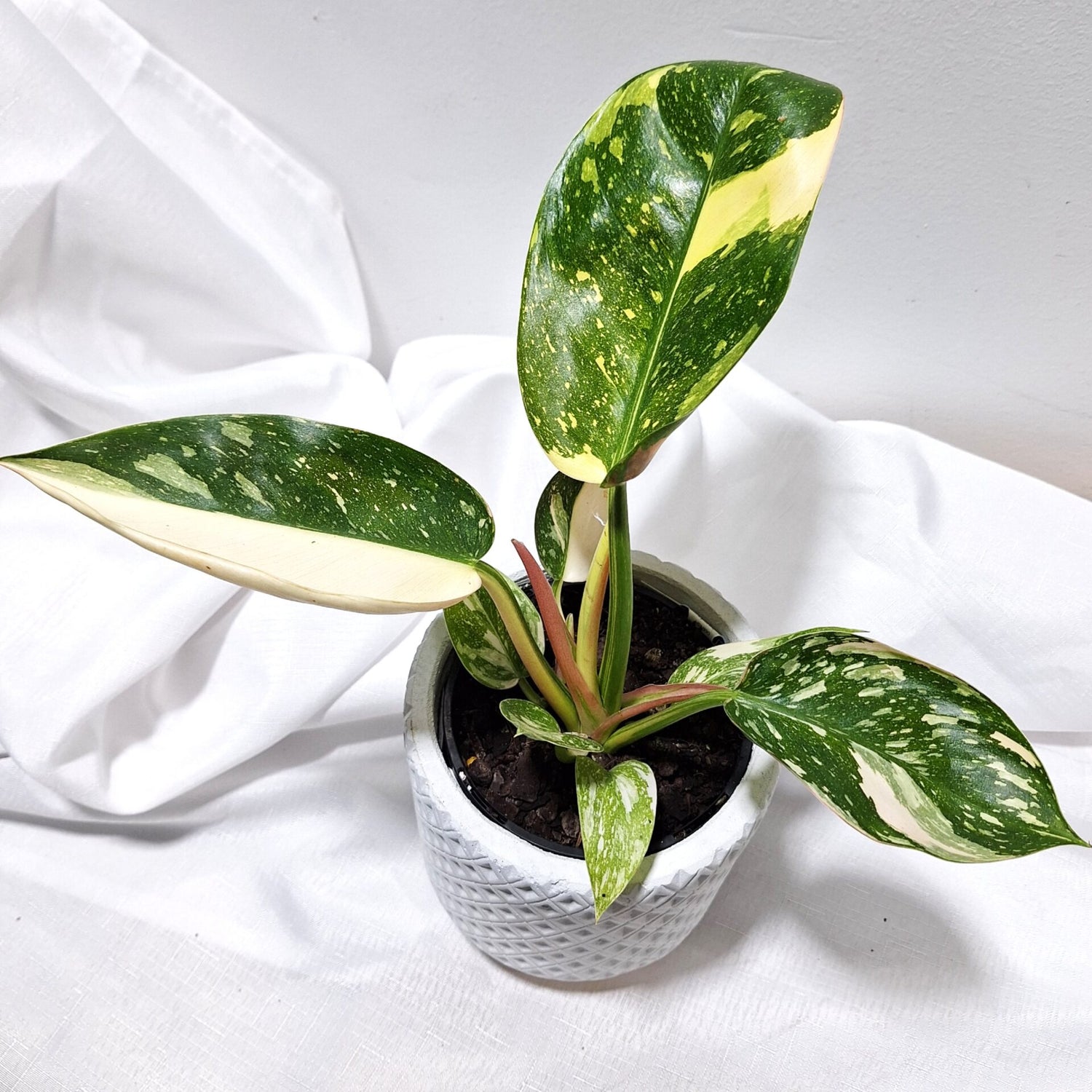 Philodendron Congo Nuclear 70mm