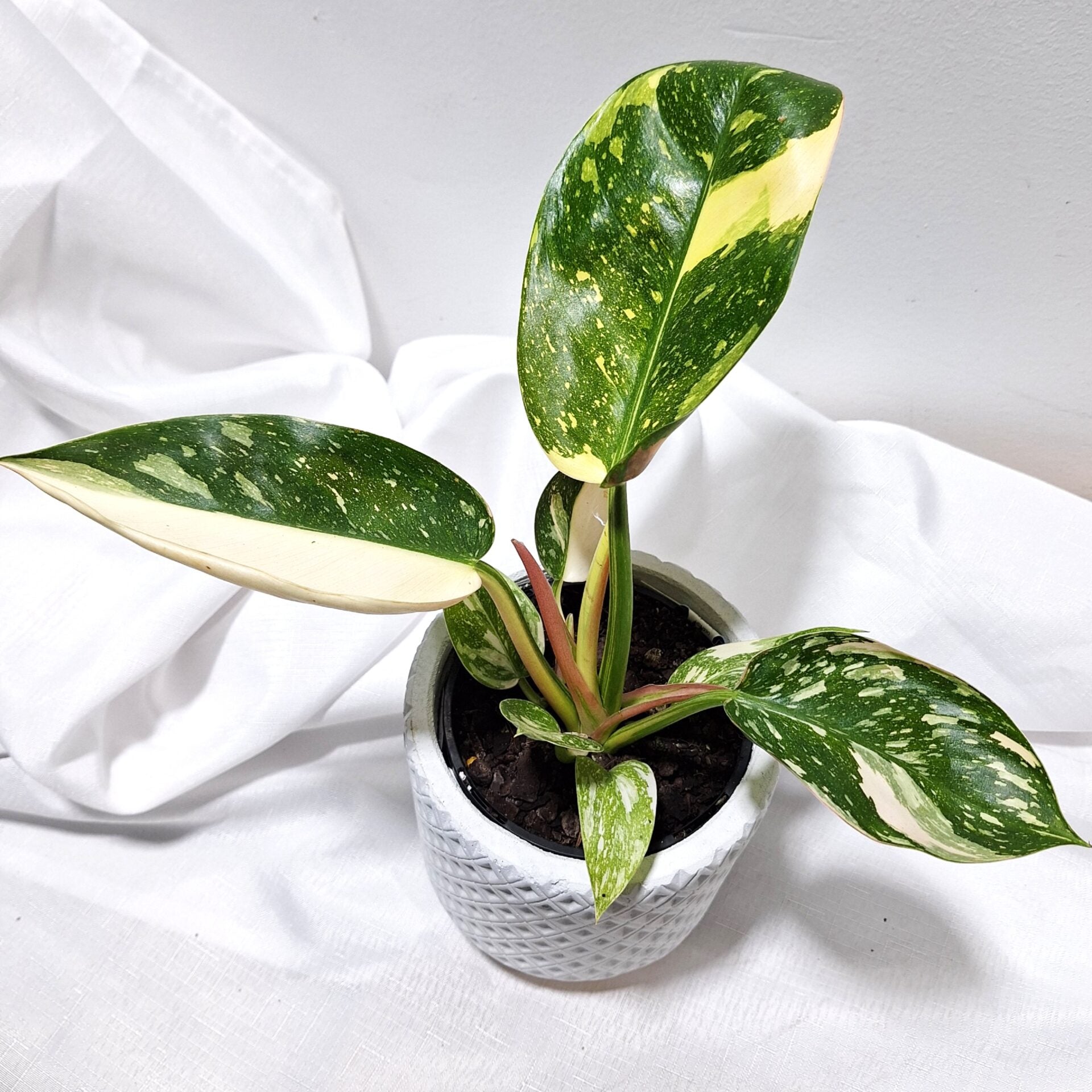 Philodendron Congo Nuclear 70mm