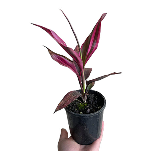 Cordyline John Klass 120mm