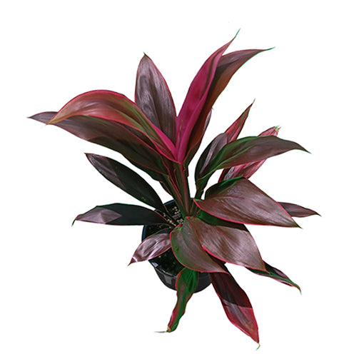 Cordyline Fruticosa Tango 120mm