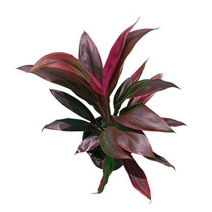 Cordyline Fruticosa Tango 120mm