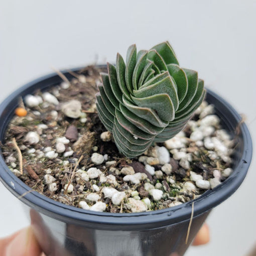 Crassula Buddhas Temple 100mm