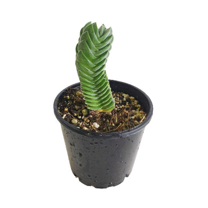 Crassula Buddhas Temple 100mm