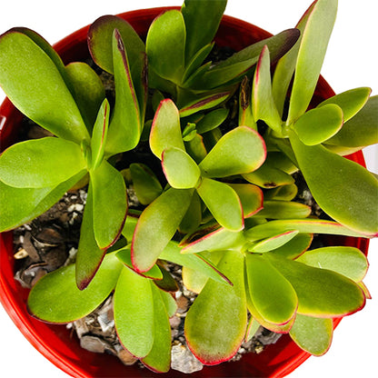 Crassula Platyphylla Variegata 100mm