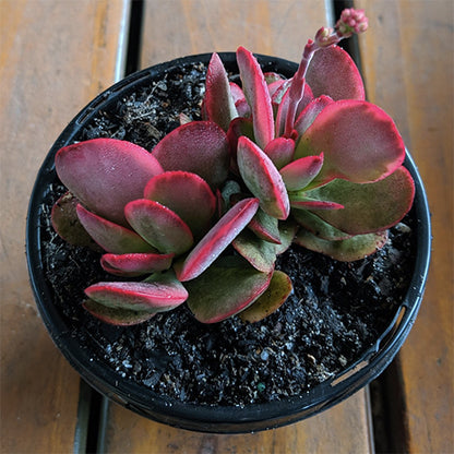 Crassula Platyphylla Variegata 100mm