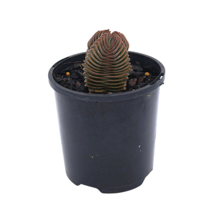 Crassula Buddhas Temple 100mm