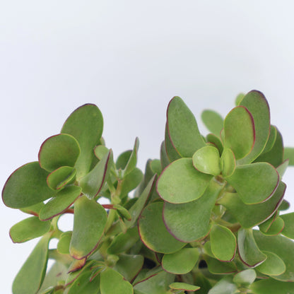 Crassula Atropurpurea 100mm