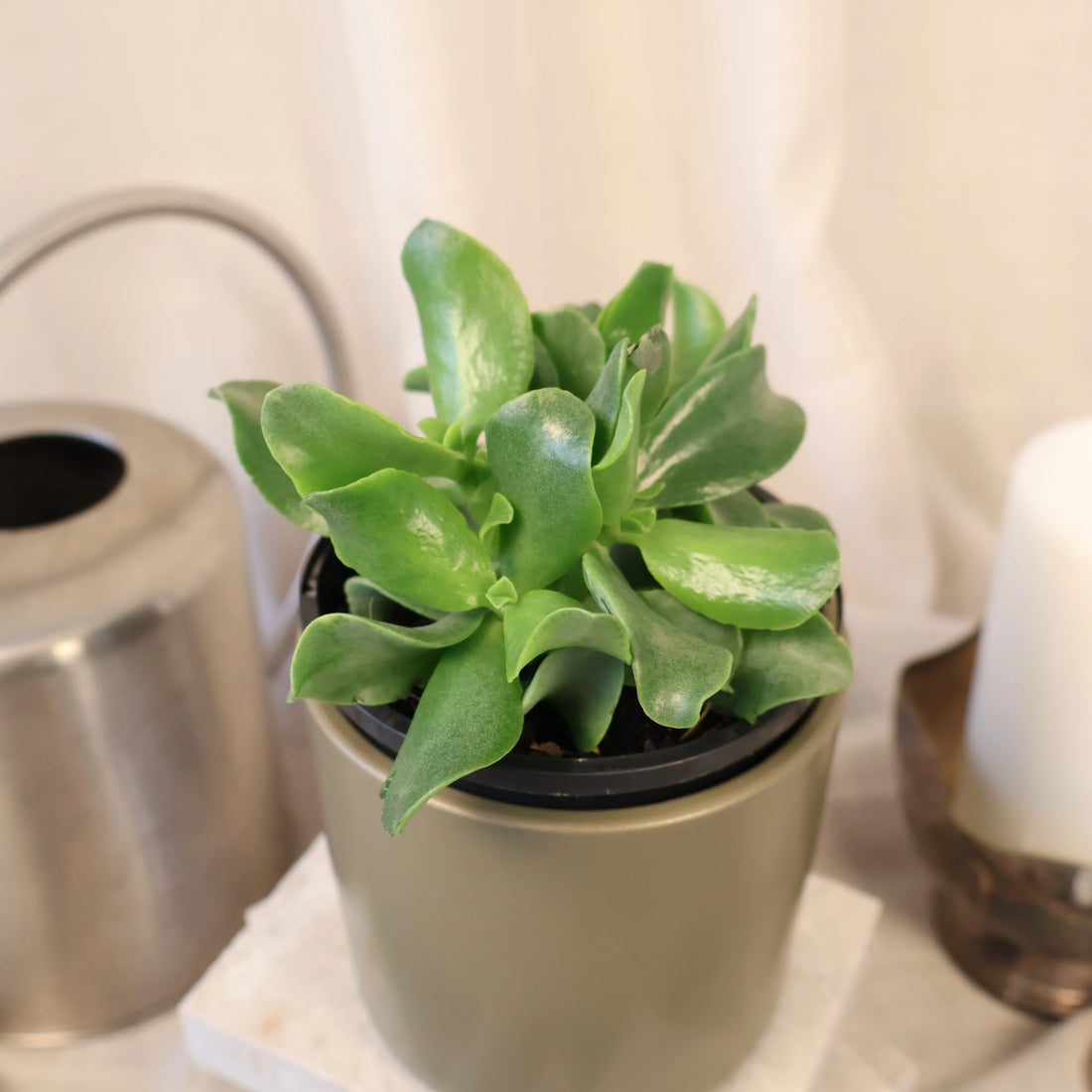 Crassula Undulatifolia - Ripple Jade 100mm